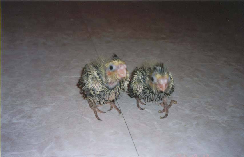 珍珠玄鳳