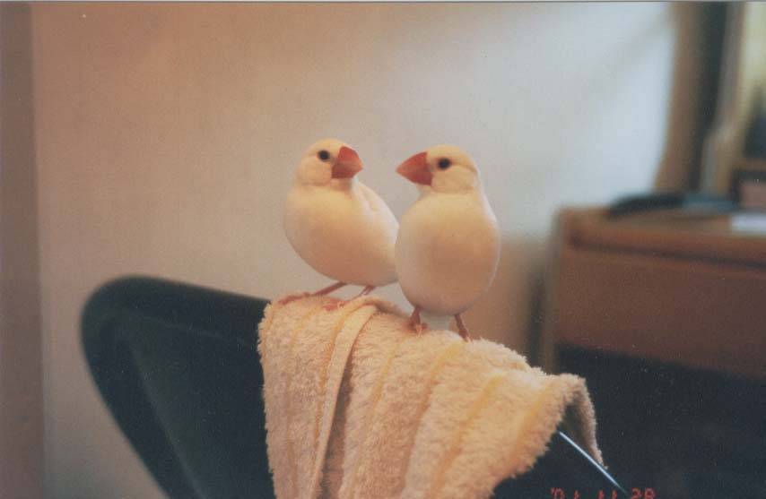 文鳥兄弟