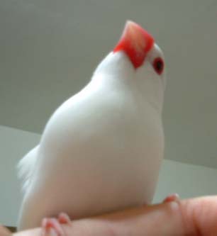 哼！