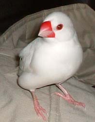 帥氣的鳥