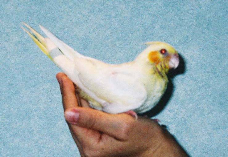 nike的代言鳥