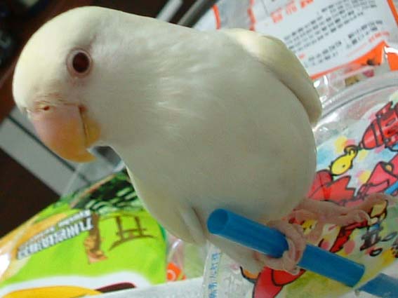 開個小鸚轟趴吧！