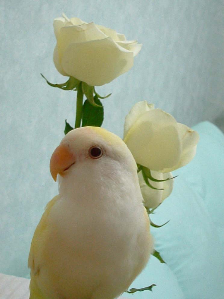 威尼愛花，更愛咬它...