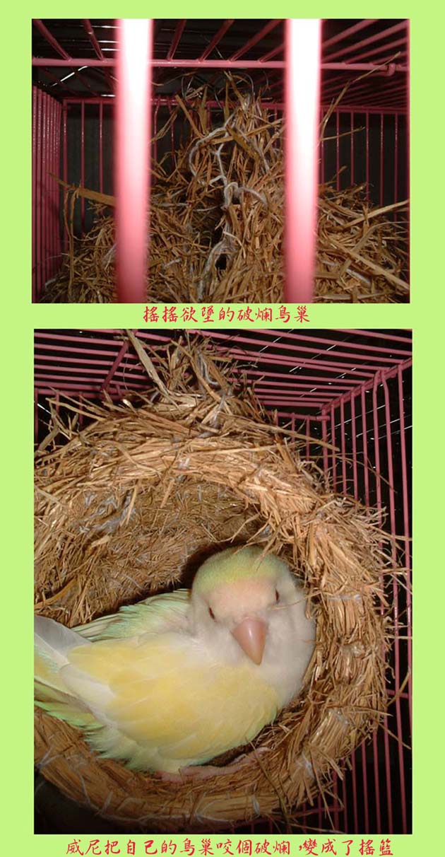 威尼自製的搖籃