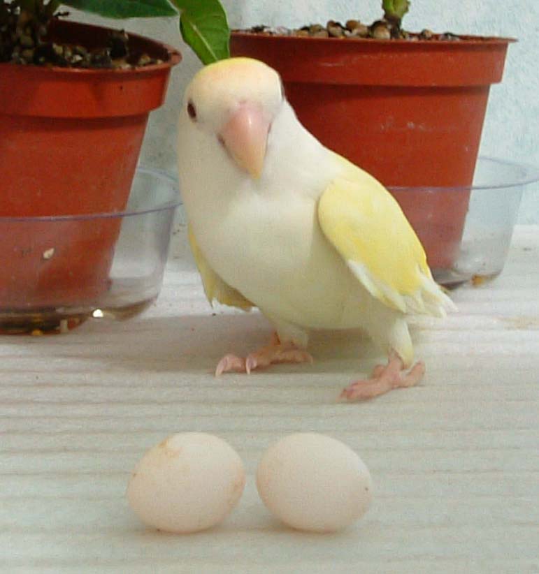 威尼與兩顆蛋