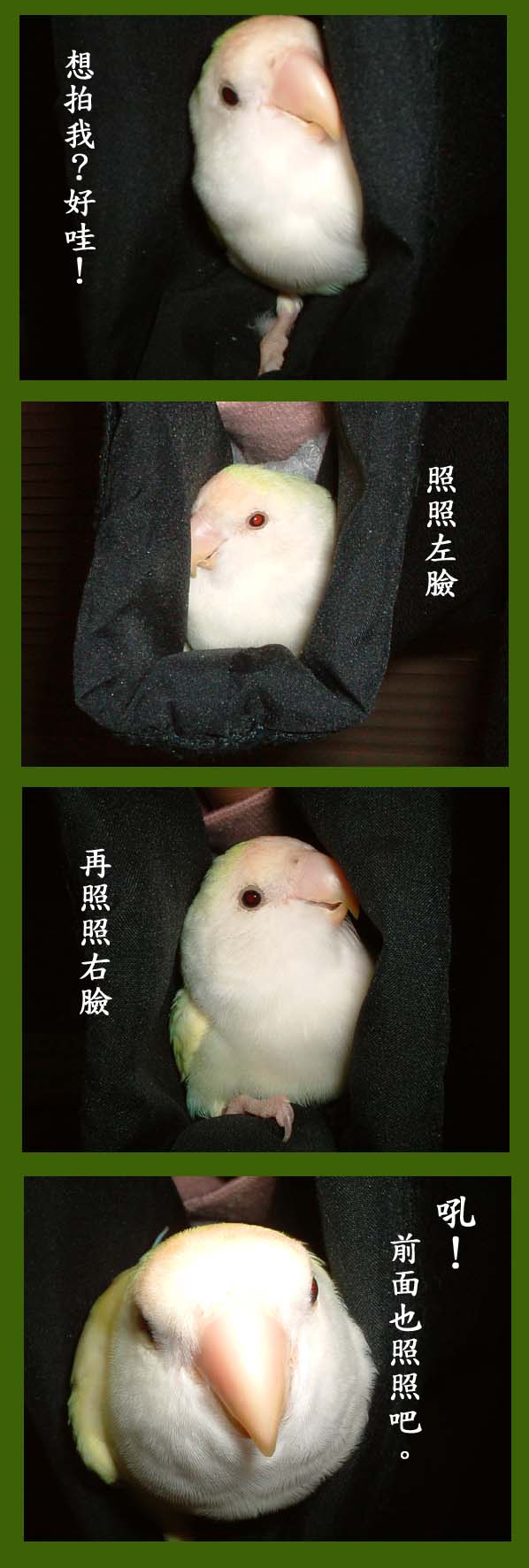 小鸚──變臉了...