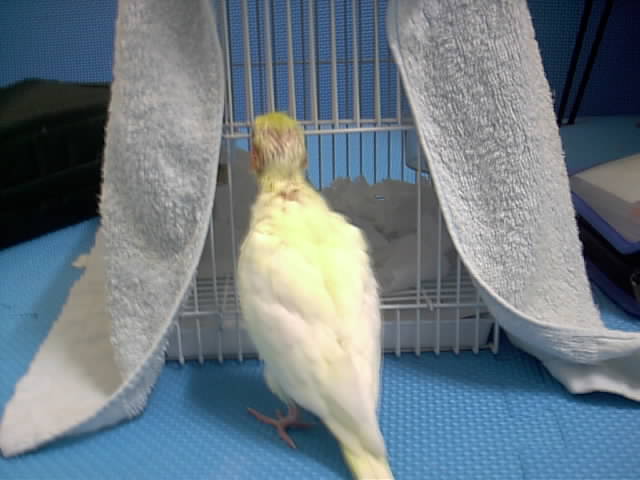 Anson