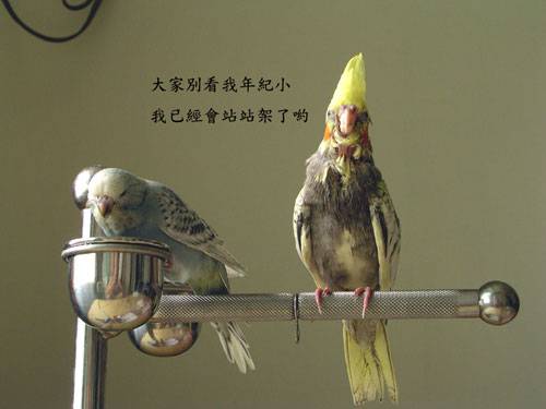 小皮跟小奇