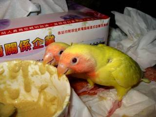 給我A21, 其餘免談...
