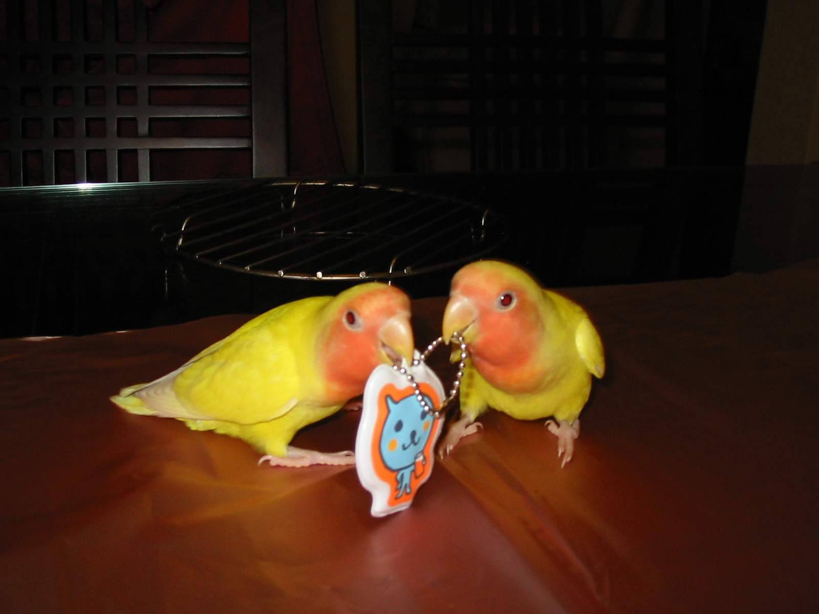 I LOVE QoO