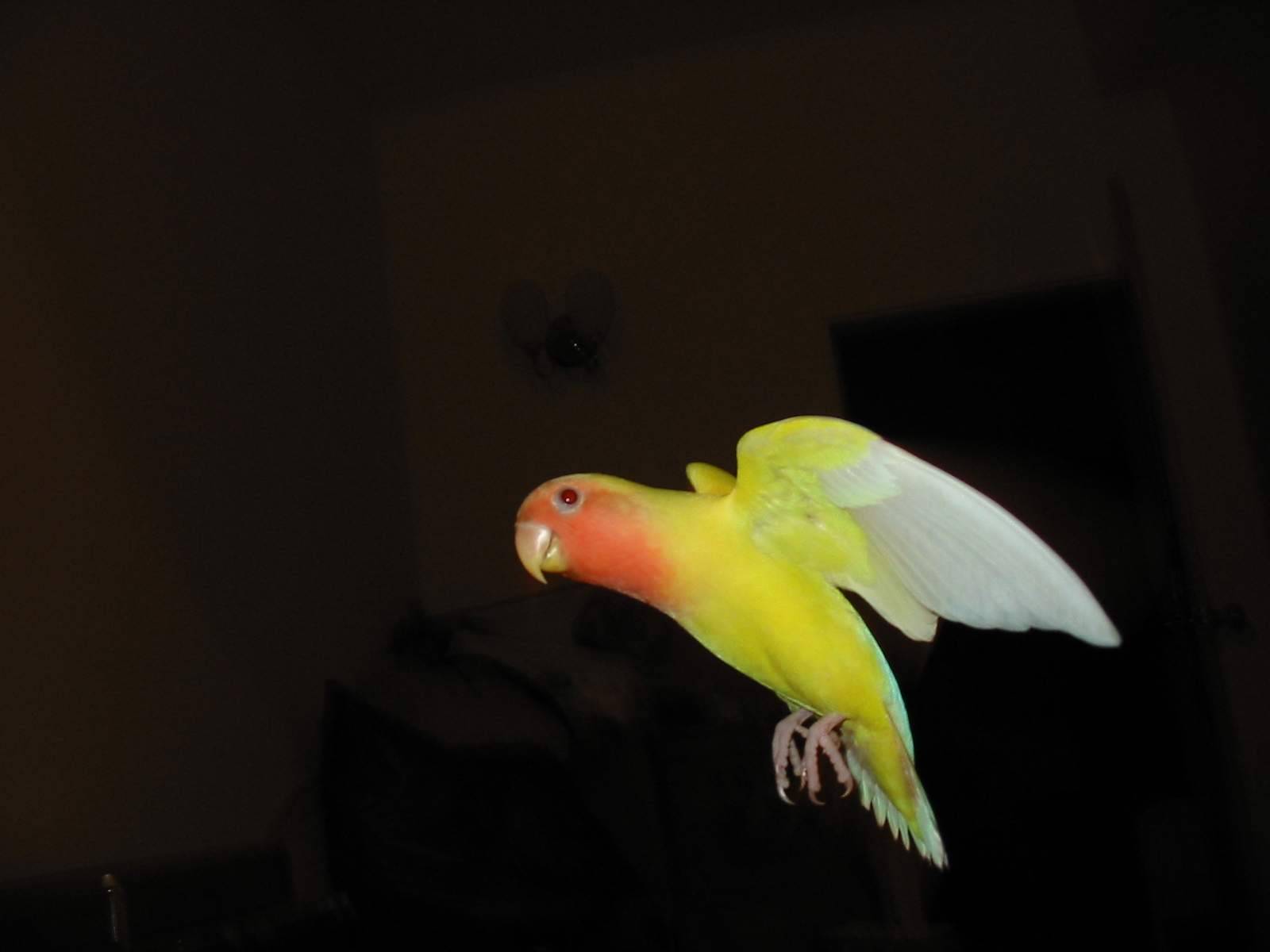 天使下凡