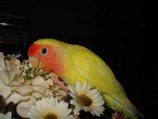 鳥比花嬌