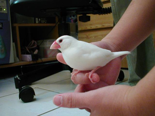 Birds