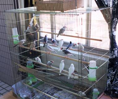 我家的鳥大集合