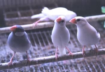 阿肥夫妻+小銀文1號(公)