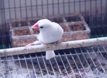 跛腳鳥的沙龍照
