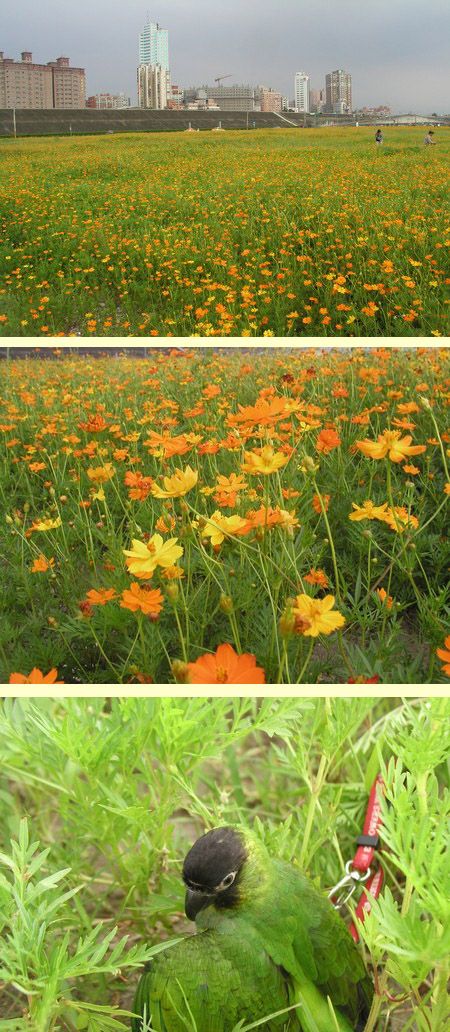 漂亮花園!!