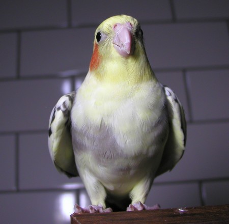 MR.阿吉