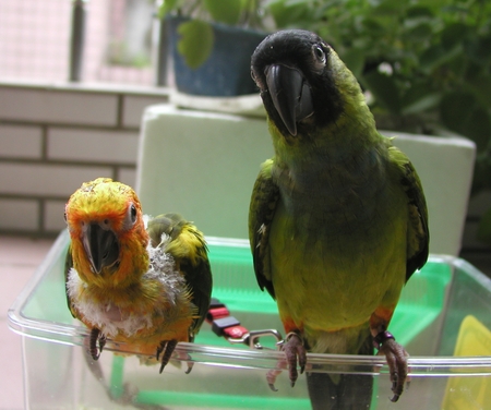 阿勇 ＆ 小雄