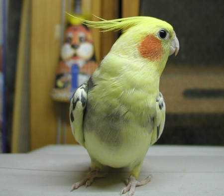 貝貝咧~~~