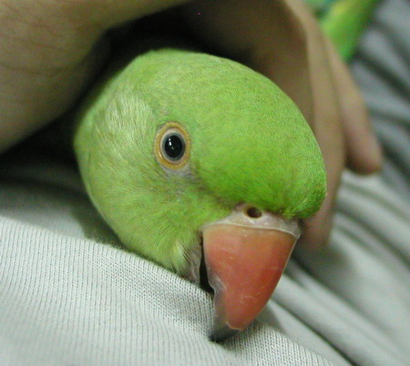 黑嘴小比