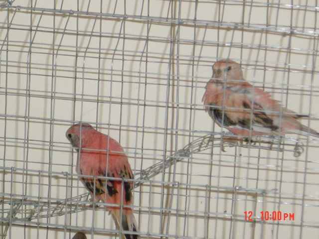 住在廟裡的兩隻鳥