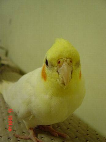 大頭鳥---阿光