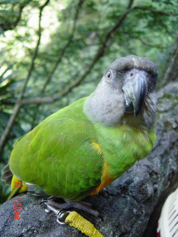 大頭鳥是也~~~