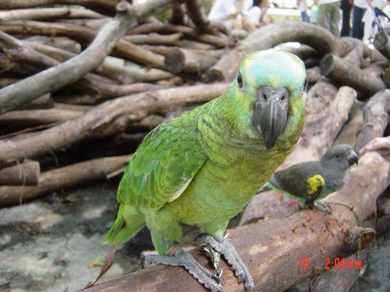 挖..好多野生鳥喔