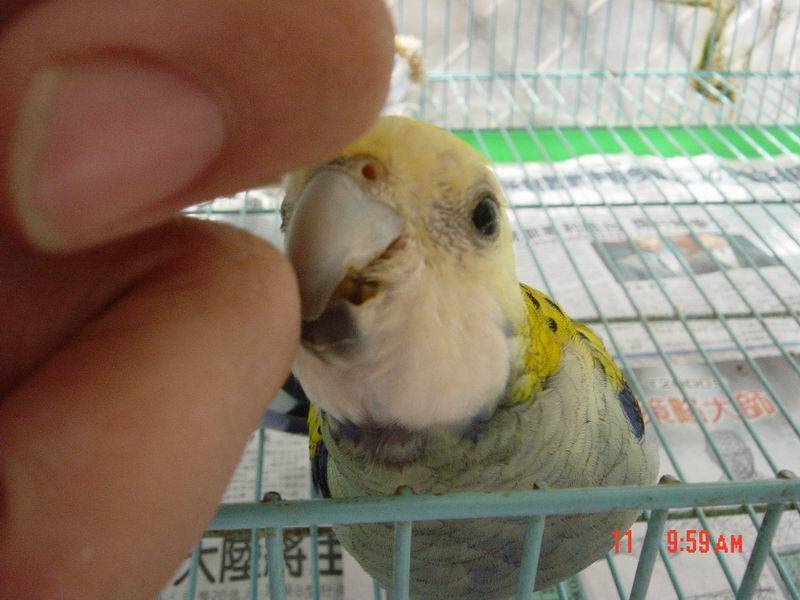 又吐料給我吃了