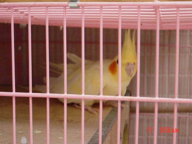 老公被送人了