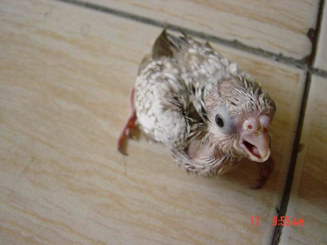 變種的幼鳥