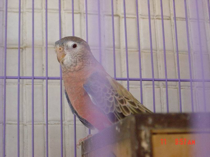 好瘦的公鳥