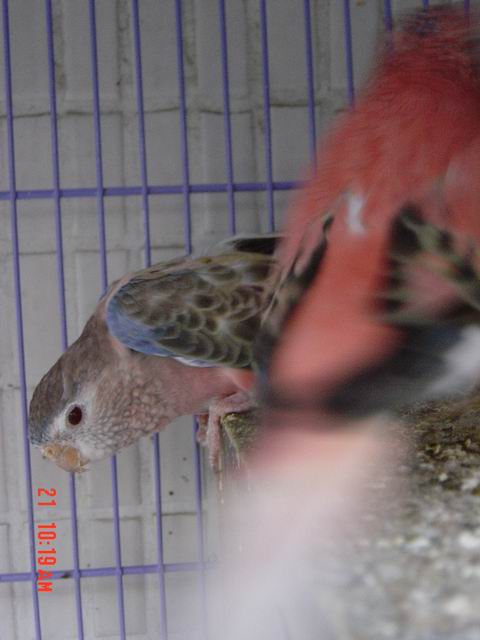 紅眼的喔~~~