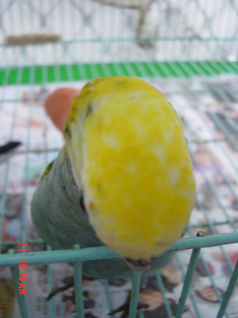 鐵頭功!!!!!!!!!!
