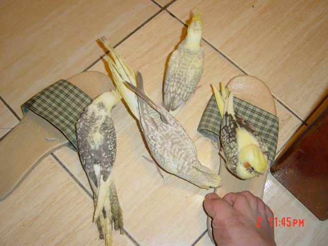 四鳥加一腳~~