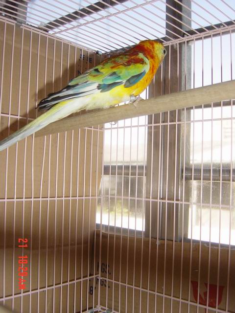 照片比鳥漂亮...