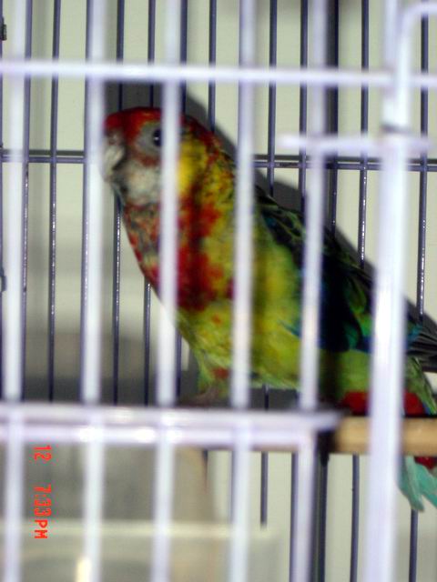MAX ROSELLA
