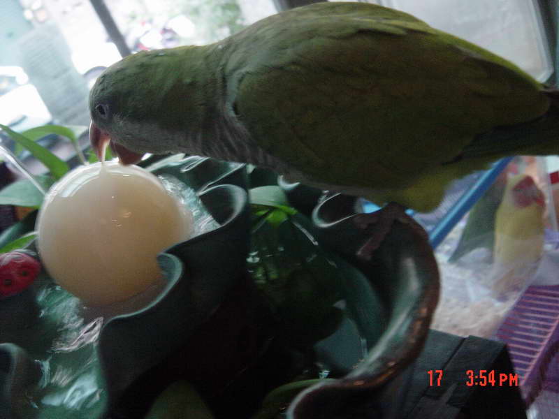 鳥聚當天的可愛和尚..