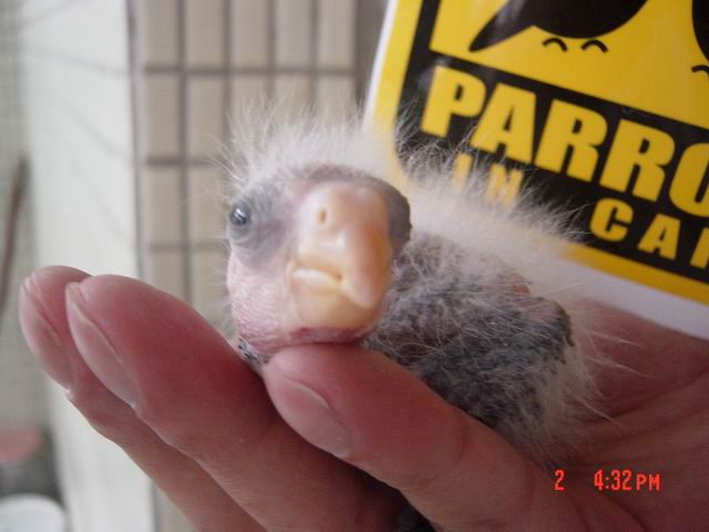 應該是"PARROT IN HAND"