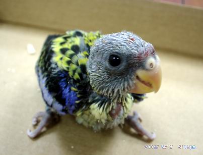 彩虹鳥~~