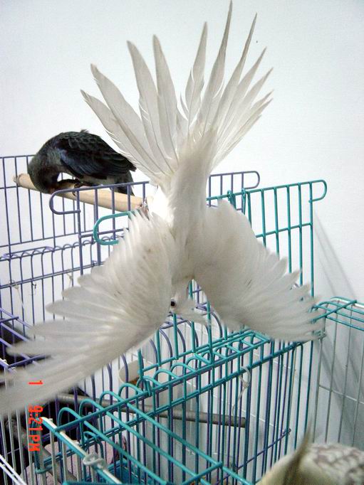 倒吊鳥~~~