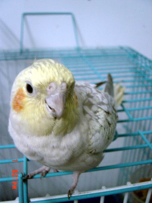 小毛~~