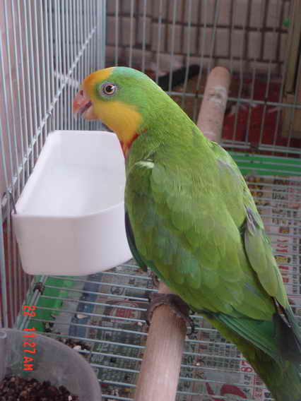 美麗的公鳥...