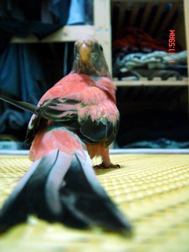 小粉回矇一笑~~