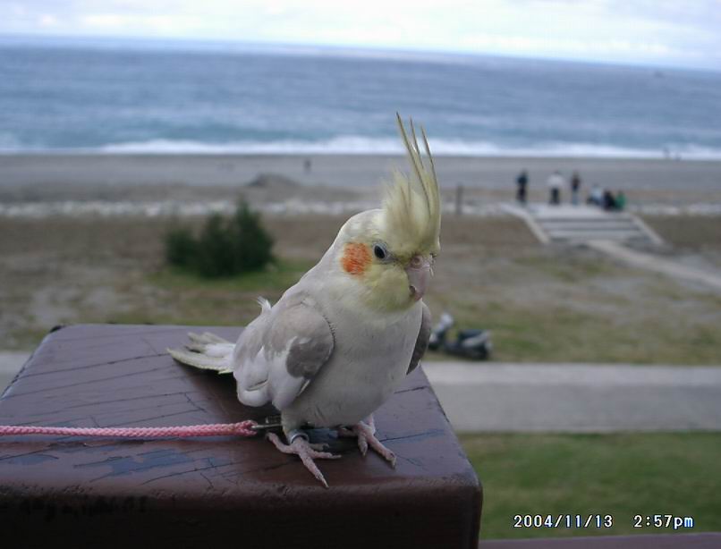送給老闆的玄鳳