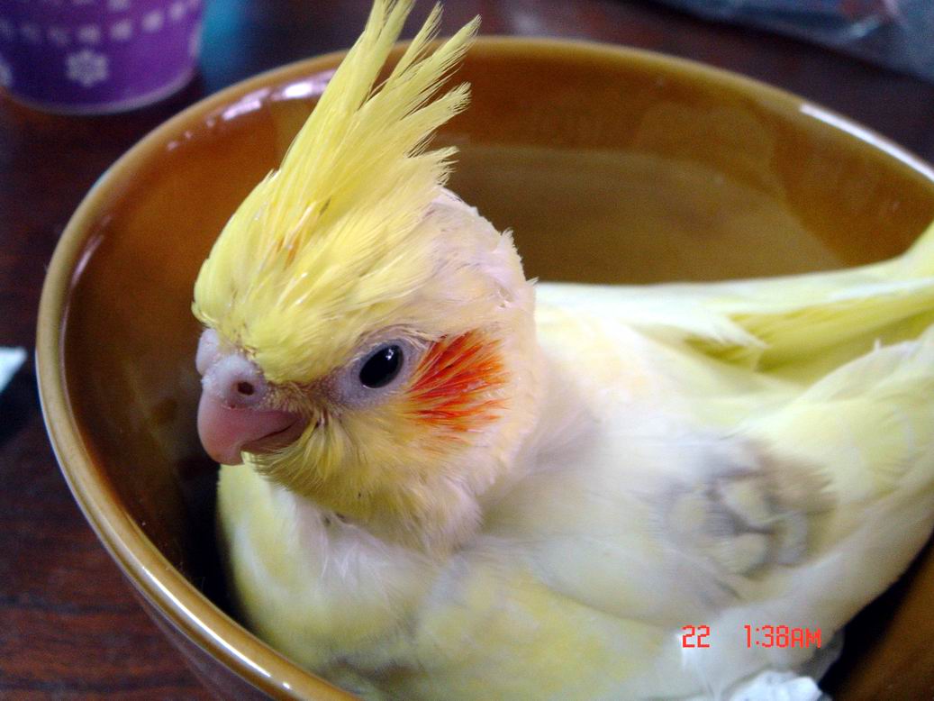 在來一碗
