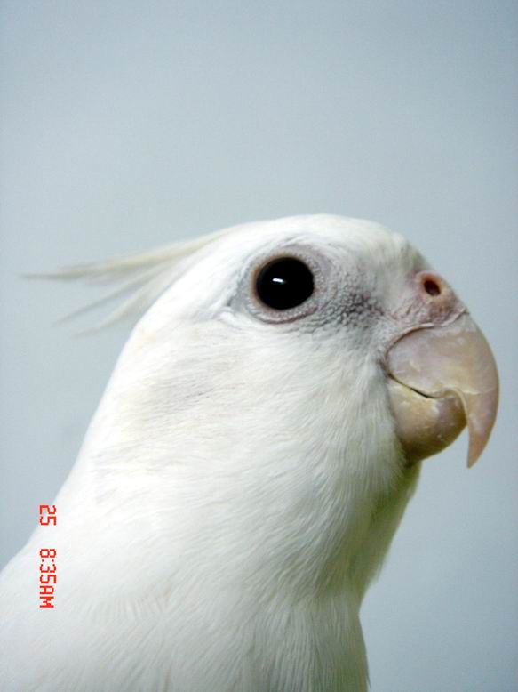 像白鴿的玄鳳