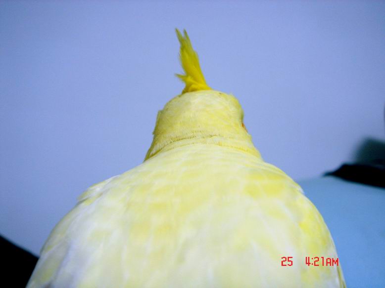 黃色的山