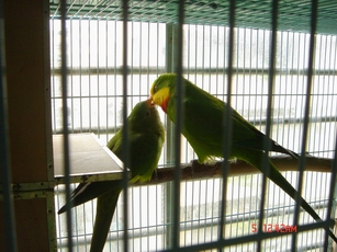 我只有飼養權的鳥